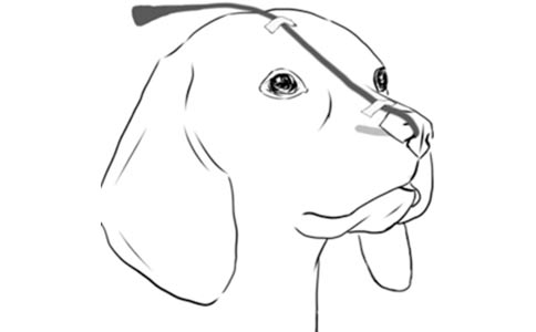【行业标准】犬猫氧气疗法技术规范全部解答 【行业标准】犬猫氧气疗法技术规范全部解答