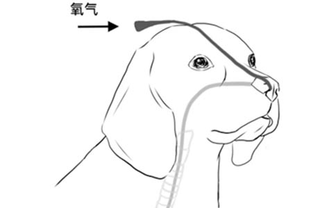 【行业标准】犬猫氧气疗法技术规范全部解答 【行业标准】犬猫氧气疗法技术规范全部解答