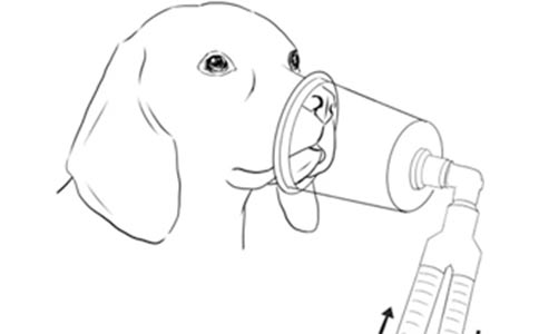 【行业标准】犬猫氧气疗法技术规范全部解答 【行业标准】犬猫氧气疗法技术规范全部解答