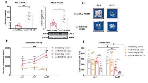 mPFC-Notch1信号通过Hes1抑制GABAB1受体表达介导METH诱导的精神障碍 mPFC-Notch1信号通过Hes1抑制GABAB1受体表达介导METH诱导的精神障碍