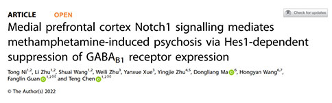 mPFC-Notch1信号通过Hes1抑制GABAB1受体表达介导METH诱导的精神障碍 mPFC-Notch1信号通过Hes1抑制GABAB1受体表达介导METH诱导的精神障碍