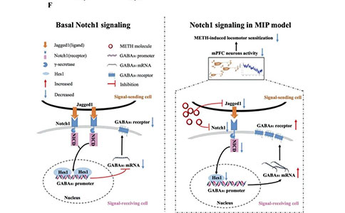 mPFC-Notch1信号通过Hes1抑制GABAB1受体表达介导METH诱导的精神障碍 mPFC-Notch1信号通过Hes1抑制GABAB1受体表达介导METH诱导的精神障碍