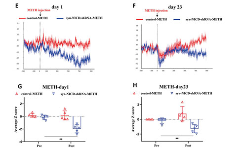 mPFC-Notch1信号通过Hes1抑制GABAB1受体表达介导METH诱导的精神障碍 mPFC-Notch1信号通过Hes1抑制GABAB1受体表达介导METH诱导的精神障碍