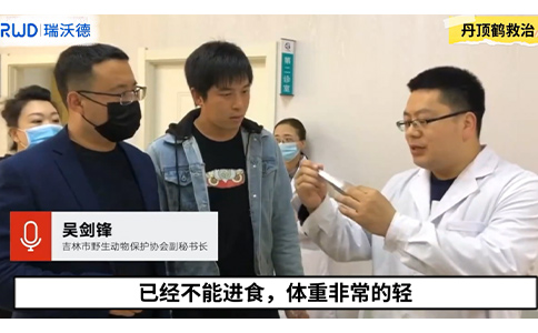 必威官方首页官网betway动物麻醉机助力全国首例国家一级保护动物丹顶鹤下义喙手术 必威官方首页官网betway动物麻醉机助力全国首例国家一级保护动物丹顶鹤下义喙手术
