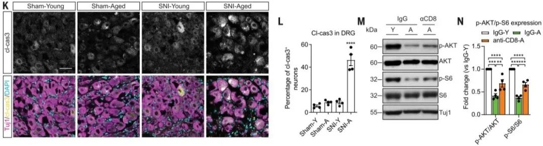 阐述CD8+ T细胞依赖性的衰老相关的再生衰退的分子信号 阐述CD8+ T细胞依赖性的衰老相关的再生衰退的分子信号