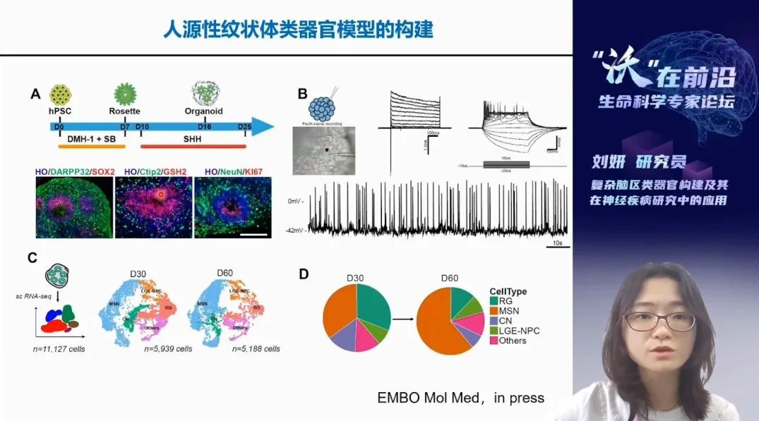 复杂脑区类器官构建及其在神经疾病研究中的应用 复杂脑区类器官构建及其在神经疾病研究中的应用