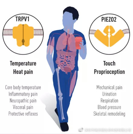 人类痛觉和触觉全新研究方向 人类痛觉和触觉全新研究方向