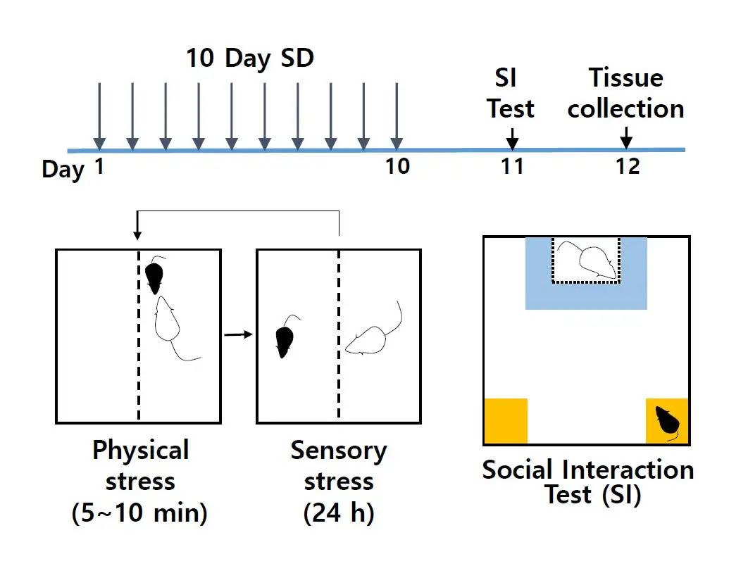 CSDS建模方案 CSDS建模方案