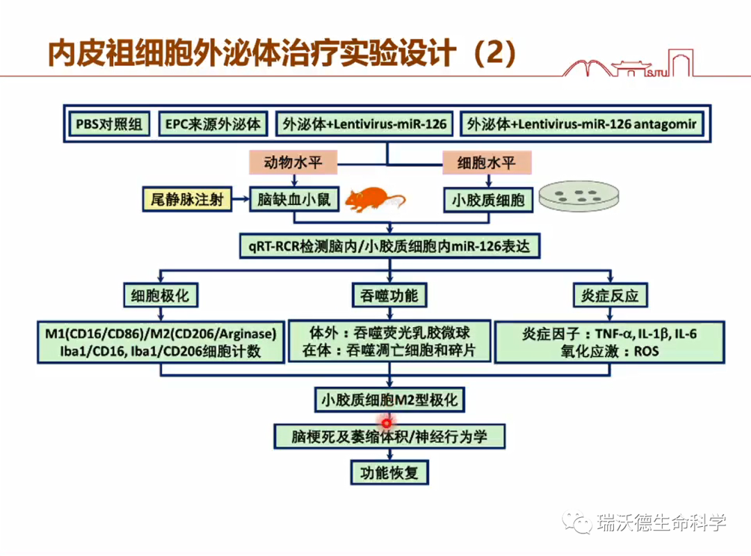 内皮祖细胞外泌体治疗实验设计2 内皮祖细胞外泌体治疗实验设计2