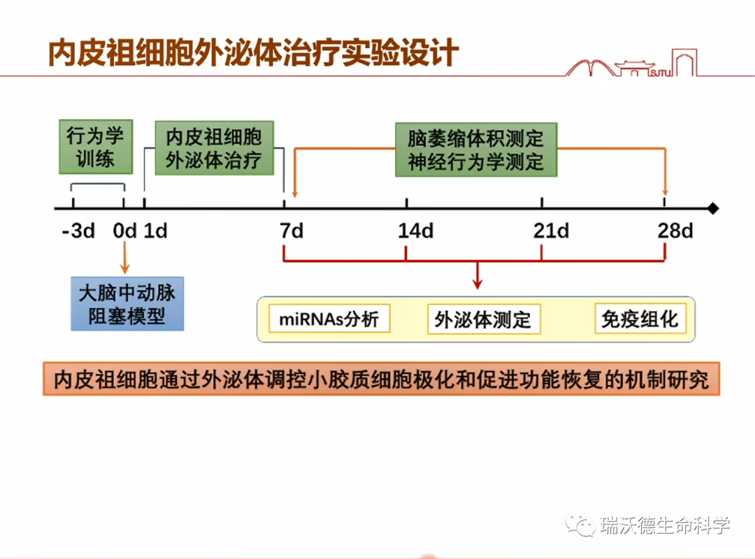 内皮祖细胞外泌体治疗实验设计 内皮祖细胞外泌体治疗实验设计