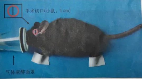 小鼠手术体位 小鼠手术体位