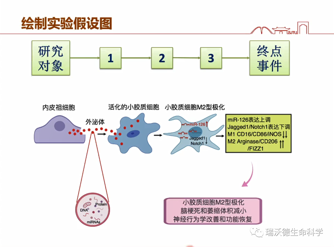绘制实验假设图 绘制实验假设图