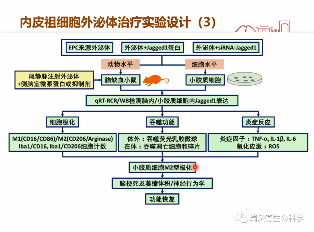 内皮祖细胞外泌体治疗实验设计3 内皮祖细胞外泌体治疗实验设计3