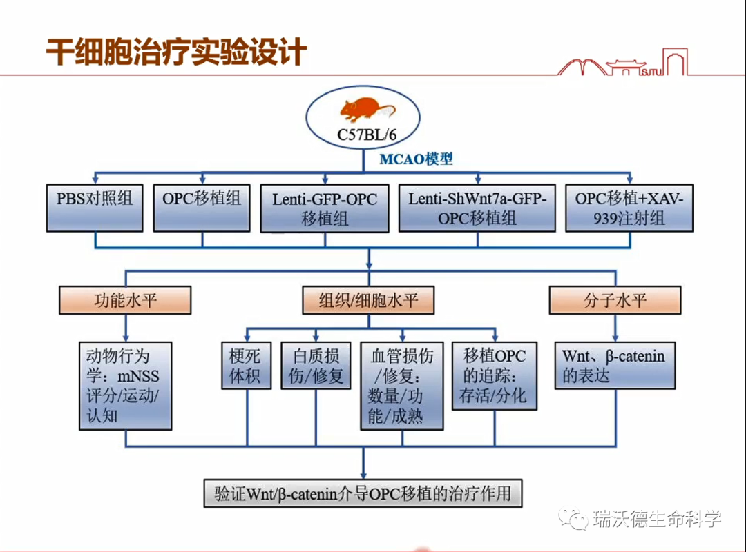 干细胞治疗实验设计 干细胞治疗实验设计