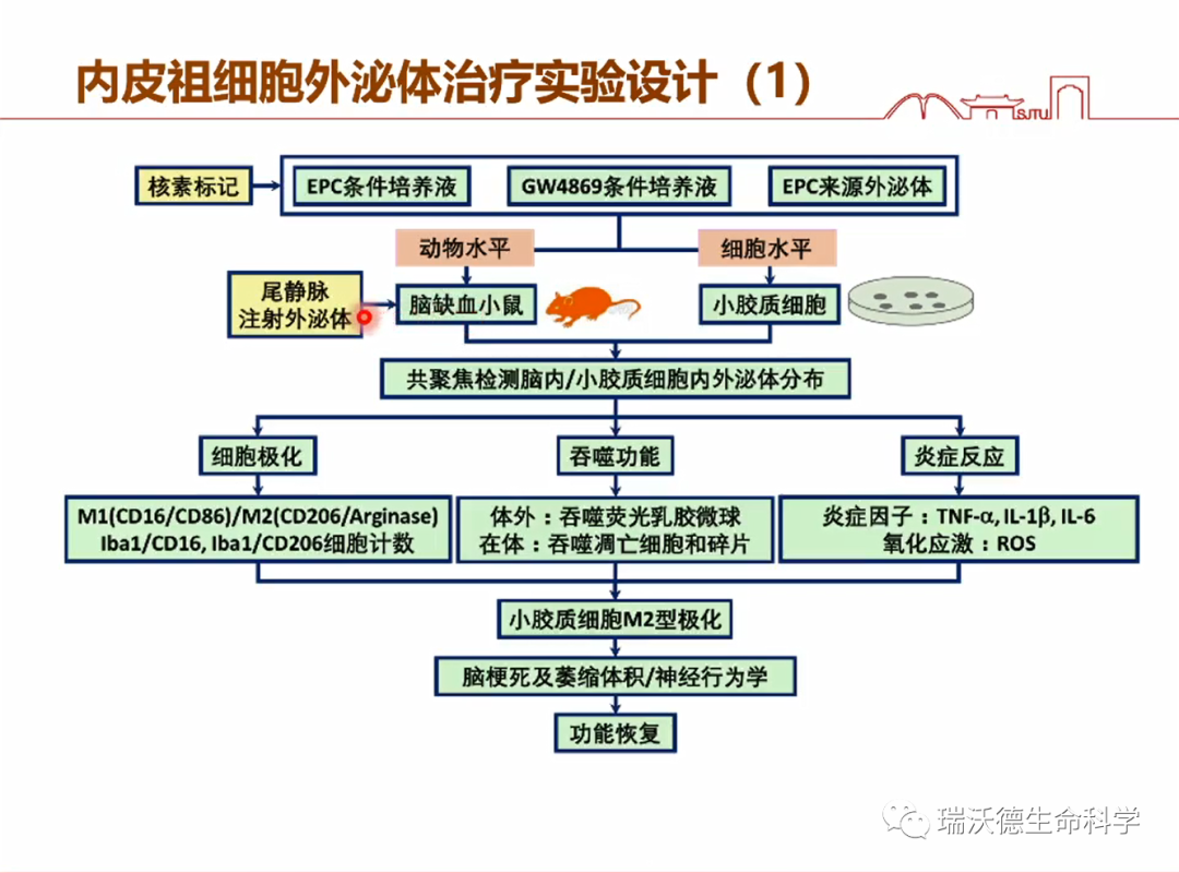 内皮祖细胞外泌体治疗实验设计1 内皮祖细胞外泌体治疗实验设计1