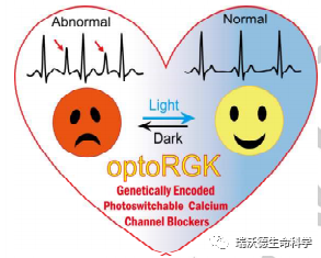 optoRGK作用示意图 optoRGK作用示意图