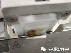 切片卷起呈圆筒状 切片卷起呈圆筒状