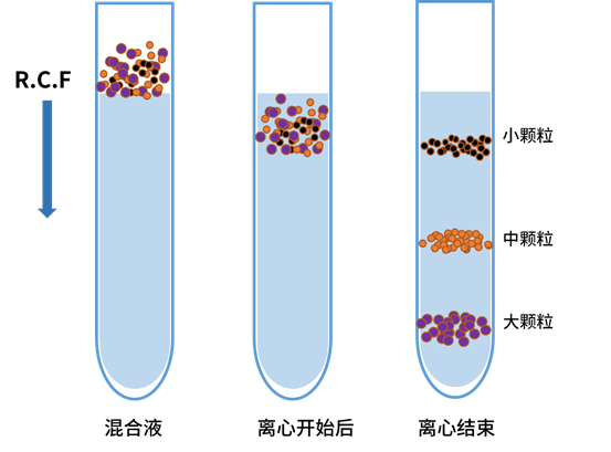 速率区带离心示意图 速率区带离心示意图