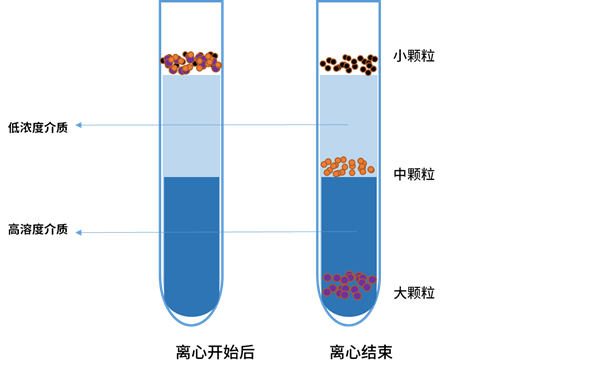 密度梯度离心示意图 密度梯度离心示意图