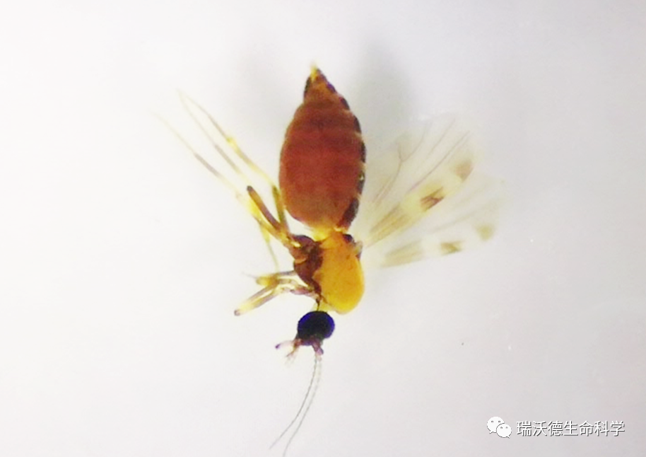 蚊类昆虫 蚊类昆虫