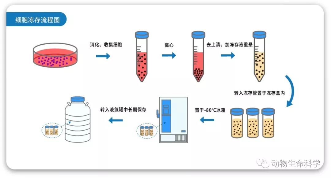 细胞冻存流程 细胞冻存流程