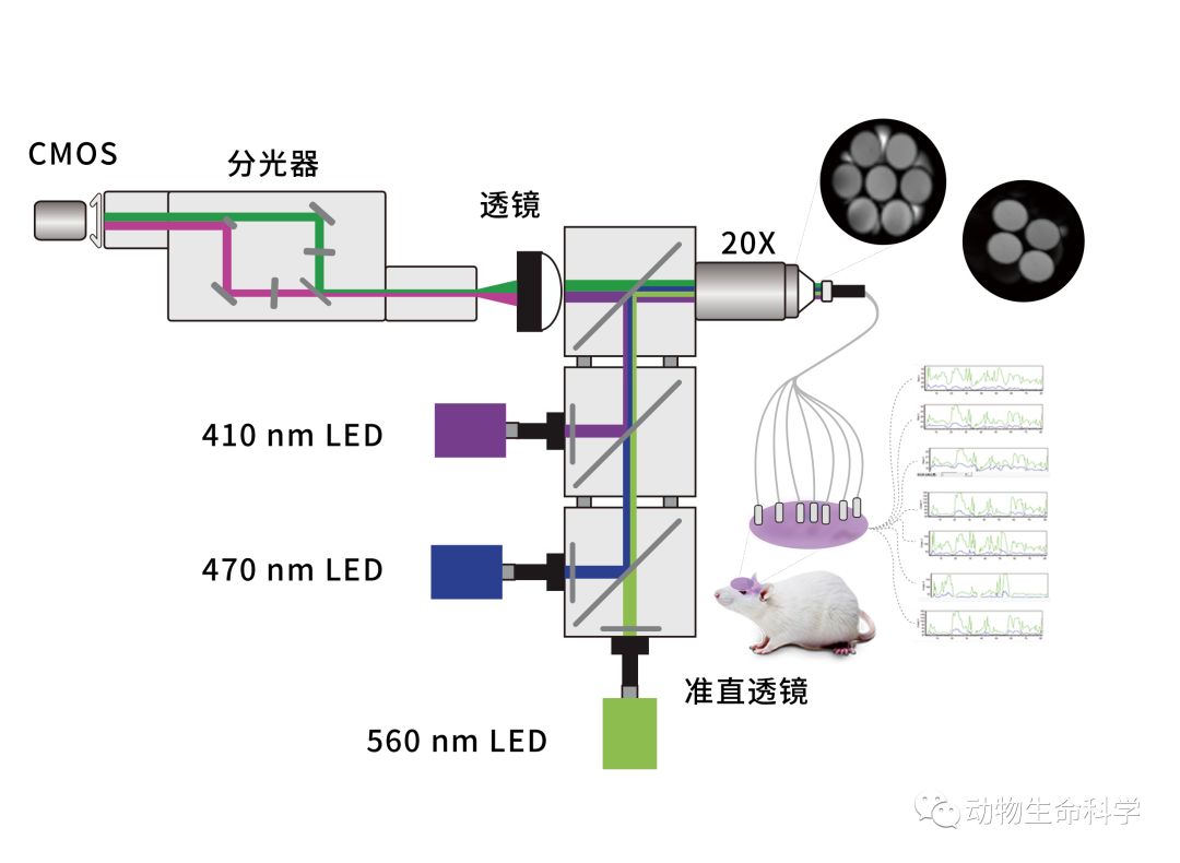 多通道光纤记录系统 多通道光纤记录系统