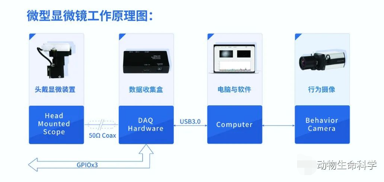 微型显微镜 微型显微镜