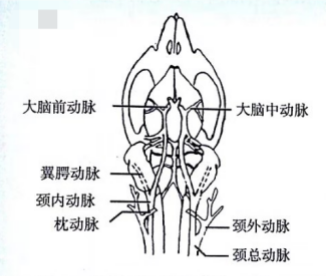 颈正中切口 颈正中切口