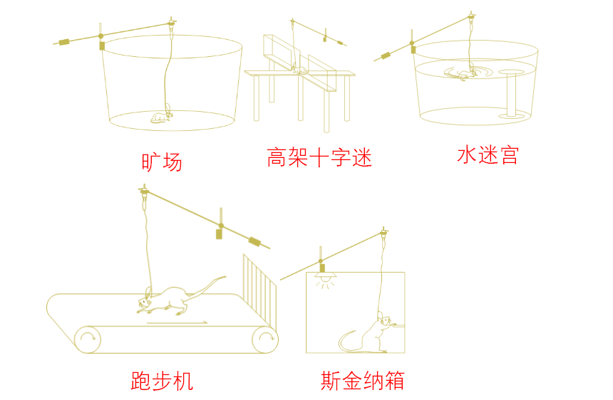 微透析与行为学结合 微透析与行为学结合