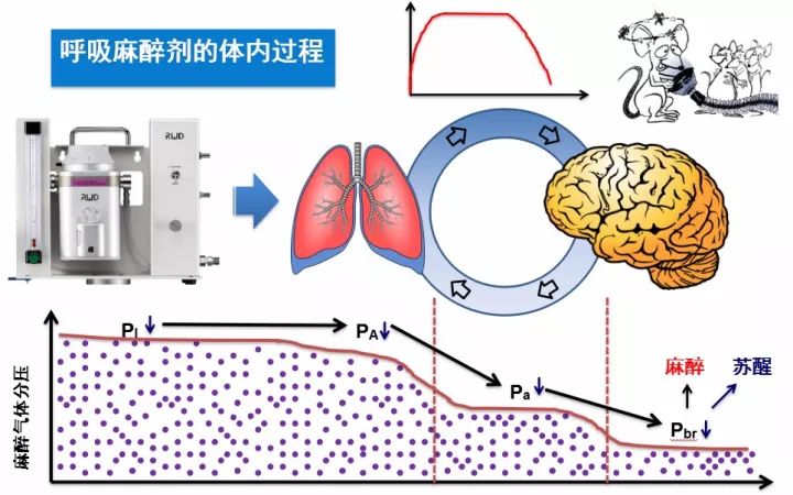 麻醉剂体内过程 麻醉剂体内过程