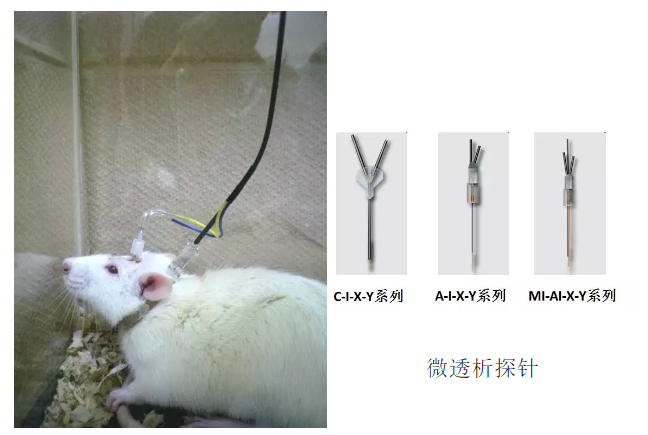 动物大脑微透析 动物大脑微透析