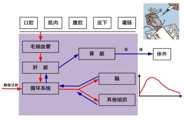 注射麻醉剂 注射麻醉剂