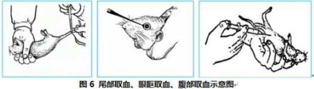 小动物取血 小动物取血