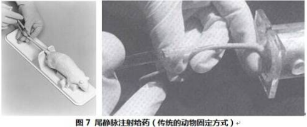 静脉注射给药 静脉注射给药