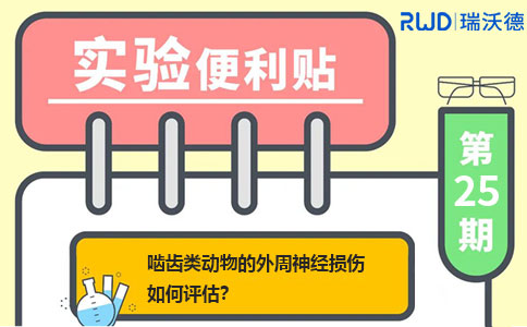 啮齿类动物的外周神经损伤如何评估? 啮齿类动物的外周神经损伤如何评估?