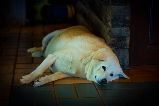 肥胖犬 肥胖犬