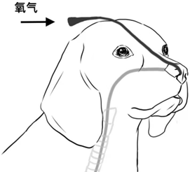 鼻气管导管吸氧示意图 鼻气管导管吸氧示意图