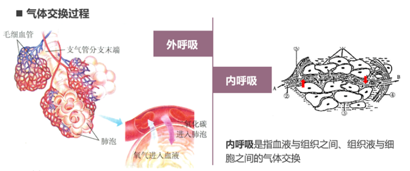 气体交换过程 气体交换过程