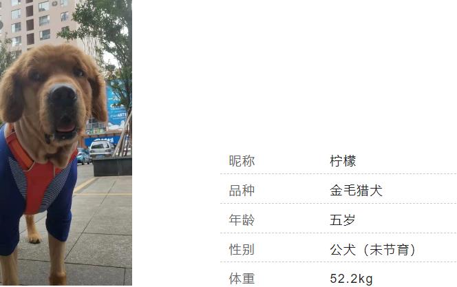 金毛信息 金毛信息