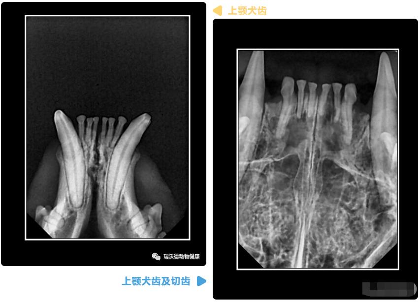 牙齿实拍 牙齿实拍