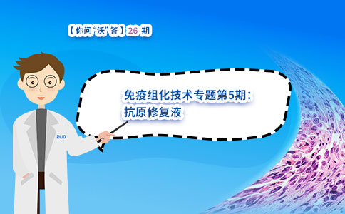 抗原修复液 抗原修复液