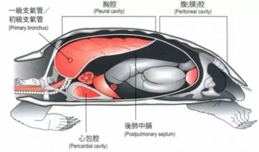 乌龟身体构造 乌龟身体构造