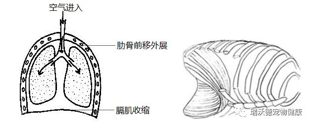 平静吸气 平静吸气