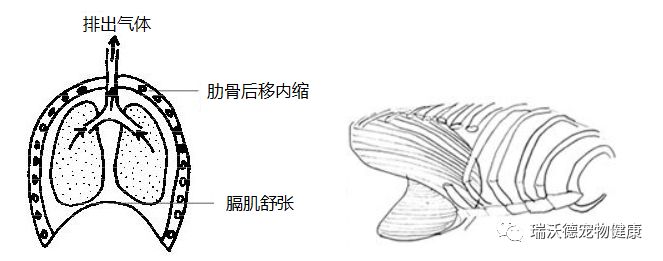 平静呼气 平静呼气