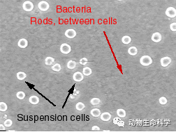 细菌污染 细菌污染
