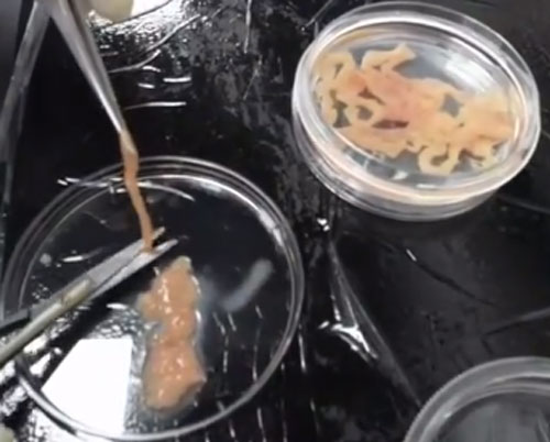 如何高效制备成年鼠肠道组织单细胞悬液 如何高效制备成年鼠肠道组织单细胞悬液