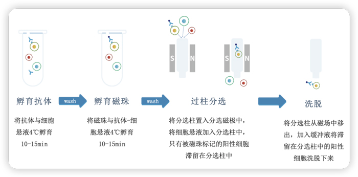 磁珠分选是选有柱式还是无柱式? 磁珠分选是选有柱式还是无柱式?