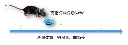 构建DIO小鼠模型:必威官方首页官网betway切片机在脂肪组织研究中的价值 构建DIO小鼠模型:必威官方首页官网betway切片机在脂肪组织研究中的价值