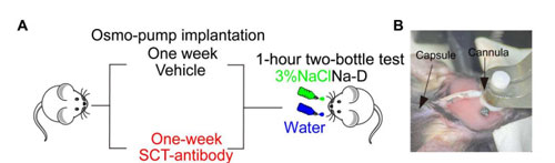 必威官方首页官网betway缓释泵助力暨南大学张力课题组发表Science Advances文章（IF:13.6）