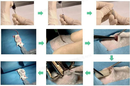 必威官方首页官网betway缓释泵助力暨南大学张力课题组发表Science Advances文章（IF:13.6）